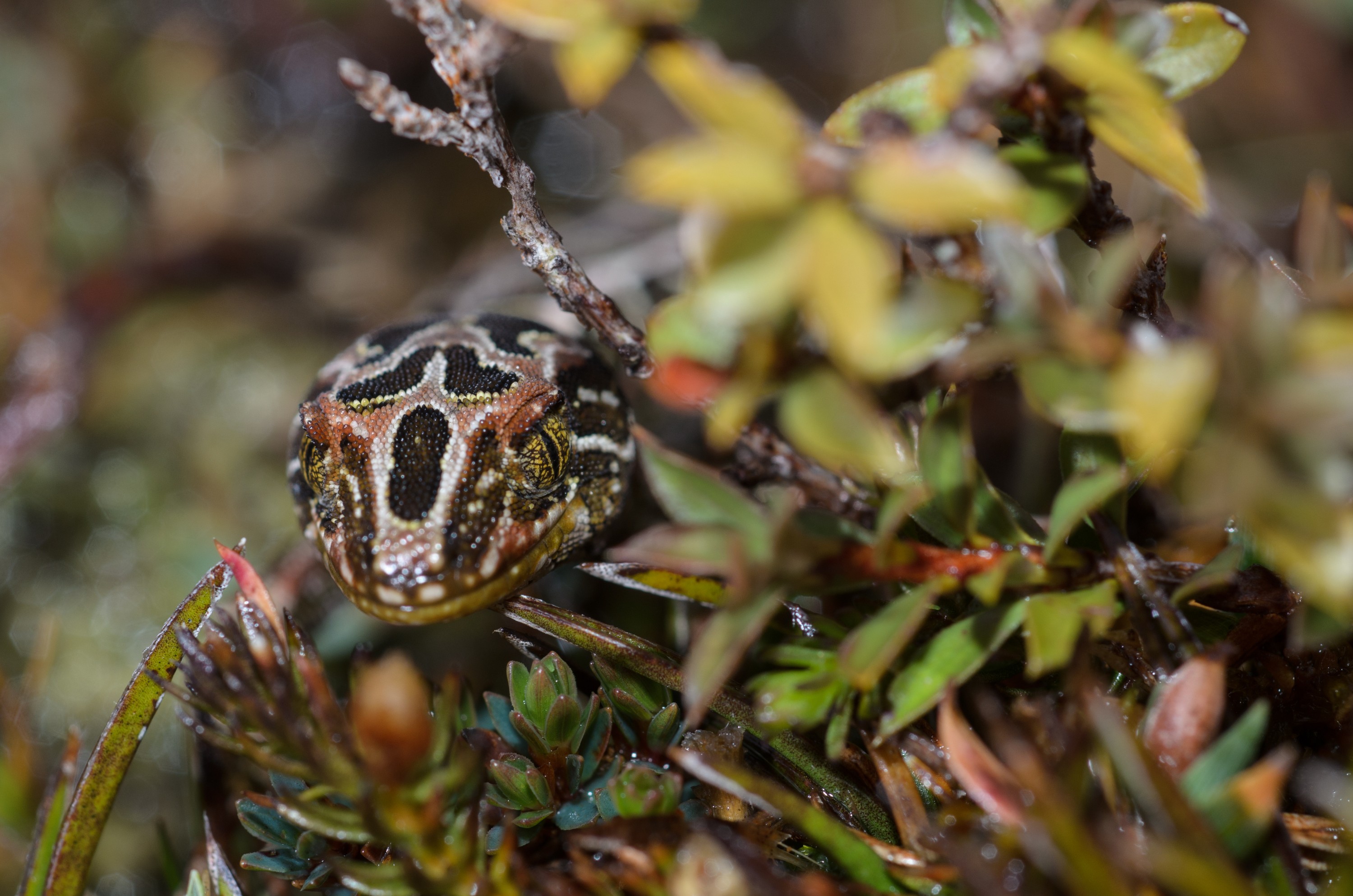 DSC_2839 – Adventure, Crispin, Hoplodactylus, Island, March 2017, National Park, New, New Zealand, Rakiura, South, Stewart, Tukutuku rakiurae, Zealand, amazing, gecko, harlequin gecko, rare, stunning